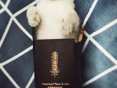 -宠爱国际动物医院· 猫科· 外科·中兽医(长白店)