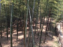 iphone_upload_pic-宁波浙东大竹海景区
