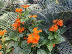 -国家植物园南园