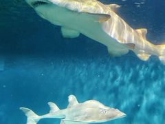 -上海海洋水族馆