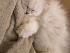 -猫大福·Fortune Cat猫舍(百子湾店)