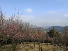 -香雪海