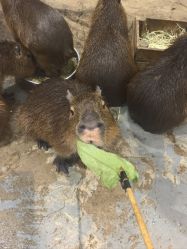 点击看大图 -Zoolung Zoolung动物主题公园(海信广场店)