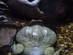 -暹罗海洋世界
