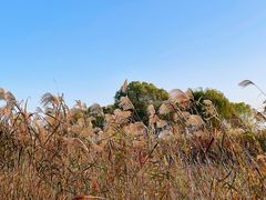 -苏州太湖湖滨国家湿地公园