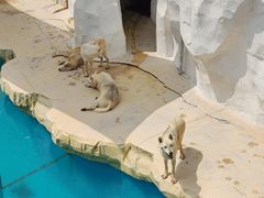 -秦皇岛乐岛海洋王国