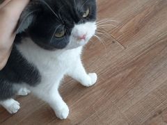 -猫的茶·猫咖