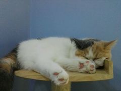-喵的天空名猫咖啡馆·撸猫·猫舍·用品