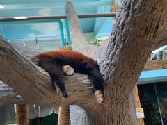 -辛玛王国游乐园