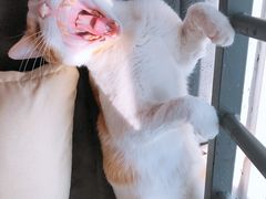 -艾贝尔宠物医院·24H转诊中心·肿瘤猫专科(江宁双龙店)