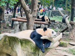 -都江堰中华大熊猫苑