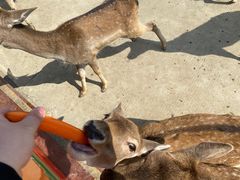 -常州淹城野生动物世界