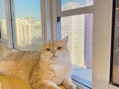 -Heymao猫咖.咖啡厅(东门店)