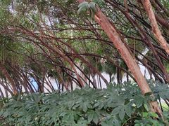 -金陵中学(河西分校)