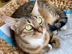 -Heymao猫咖.咖啡厅(东门店)