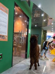 -神奇动物撸宠馆·羊驼·小浣熊·异宠(豫园店)