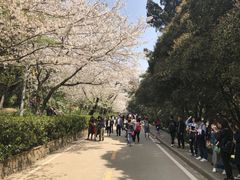 -武汉大学-樱园