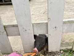 -前小桔亲子创意农场·草莓采摘·露营烧烤