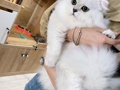 -老吴的猫·猫舍(新区店)