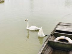-盐城丹顶鹤湿地生态旅游区