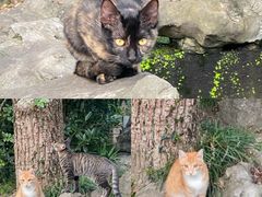 -扬州大运河文化旅游度假区·盆景园