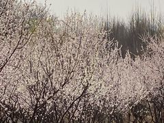 -马家湾湿地公园