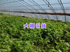 -意大利农场度假村