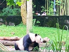 -都江堰中华大熊猫苑