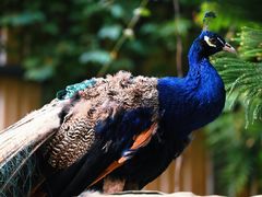 -呀路古热带植物园