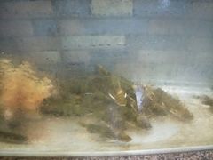 -荣德灶台鱼(圣泉寺店)