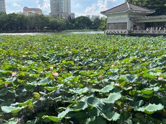 -荔湾湖公园