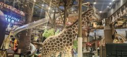 -卡通尼·Safari非洲探索乐园·生日会(金桥国际商业广场店)