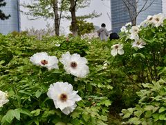 -金鸡湖景区