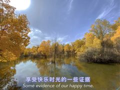 -金塔沙漠胡杨林景区