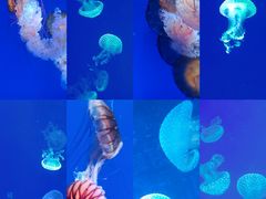 -海合安青岛极地海洋公园