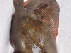 -宾朋海鲜饭庄(兴海路店)