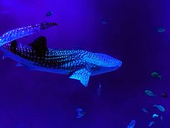 -烟台海昌鲸鲨海洋公园