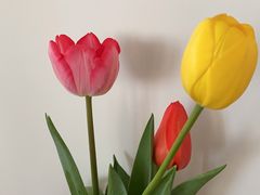 -荷兰花海