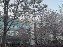 -新江湾城公园