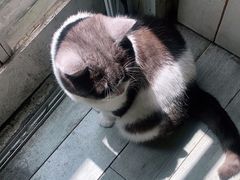 -海边的猫和咖啡馆