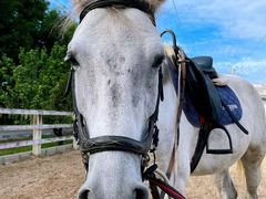 -北京群众马术培训基地