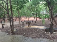 -清迈夜间动物园