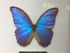 -上海昆虫博物馆