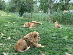 -北京野生动物园