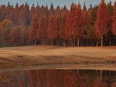 -黄海国家森林公园