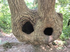 -上海佘山国家森林公园天马山园