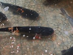 -万里闯关东铁锅炖菜馆(高新旗舰店)