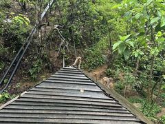 -西双版纳原始森林公园