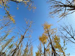 -汉长安城未央宫国家考古遗址公园