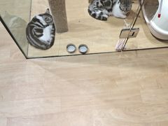 -藏猫猫咖啡主题馆(中央大道店)